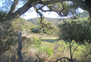 Crystal Cove State Park