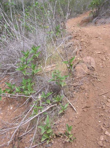Avoid trail cutting as endangered plants and animals may suffer.