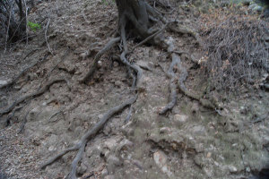 Trail cutting exposes rocks and tree roots making them vulnerable to falling.