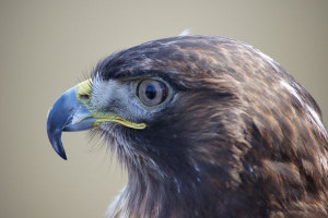 Redtail Hawk