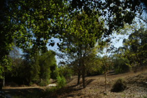 A Trail in Craig Park